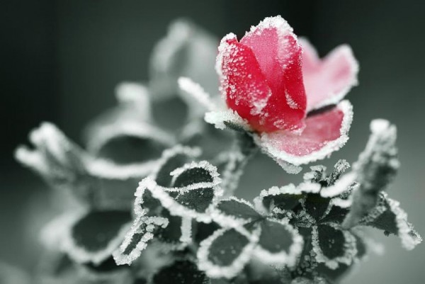 عکس هایی از قطره های زیبای باران