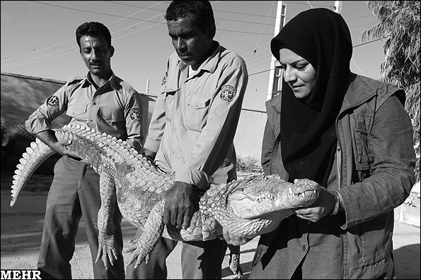 زن ایرانی و راه اندازی مزرعه پرورش تمساح!!