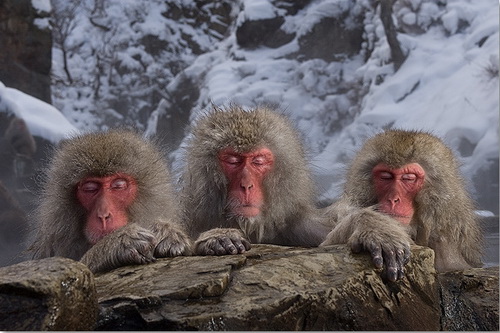 عکس هایی بسیار جالب از جکوزی مخصوص میمون ها