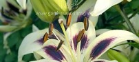 عكسهای بسیار زیبای گل لیلیوم