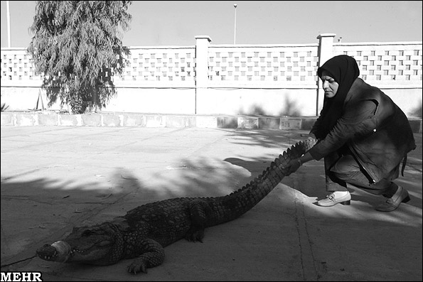 زن ایرانی و راه اندازی مزرعه پرورش تمساح!!