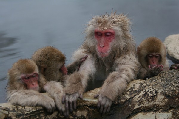 عکس هایی بسیار جالب از جکوزی مخصوص میمون ها